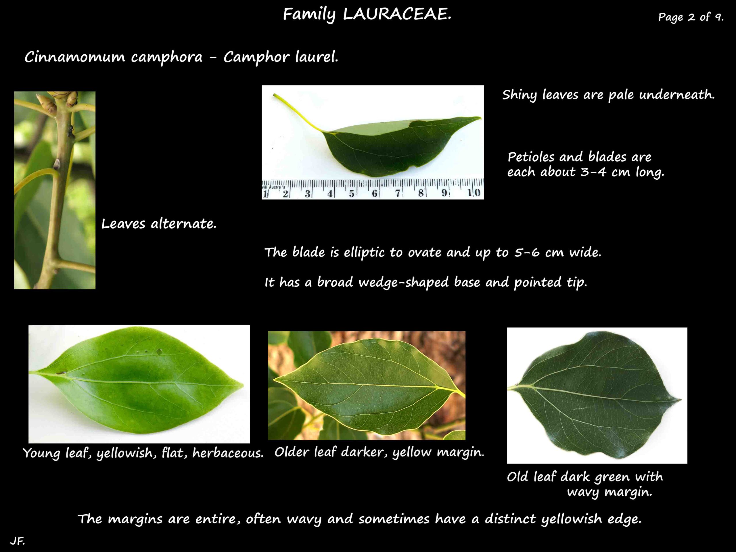 2 Cinnamomum leaves